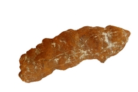 Coprolithe de requin